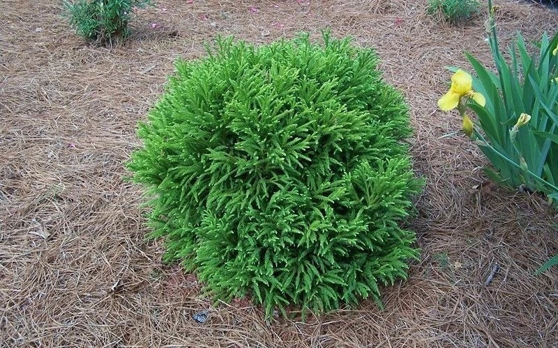 Cryptomeria 'Globosa Nana' Potted Plant - Dwarf Japanese Cedar Evergreen Shrub for Gardens and Landscapes
