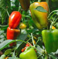 Bell Pepper Seeds California Wonder Heirloom Capsicum annuum, Large Fruit, Non-GMO Seed Packet for Home Garden