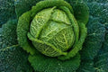 Savoy Perfection Cabbage Seeds - 100+ Non-GMO Heirloom Brassica oleracea for Salads & Cooking