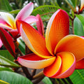 Orange Plumeria Seeds - Frangipani, Tropical Garden Perennial, Plumeria rubra, Fragrant Flowers, Easy to Grow