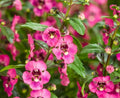 Angelonia Pink Archangel Bare Root Plant – Vibrant Pink Flowers, Summer Perennial, Angelonia angustifolia