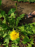 Dandelion Live Organic Plants - 10 Count, Non-GMO Taraxacum officinale Roots for Gardening, Edible Landscaping