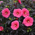 Bush Hibiscus Evening Rose Pink Flower 2.5" Pot Hardy Hibiscus rosa-sinensis