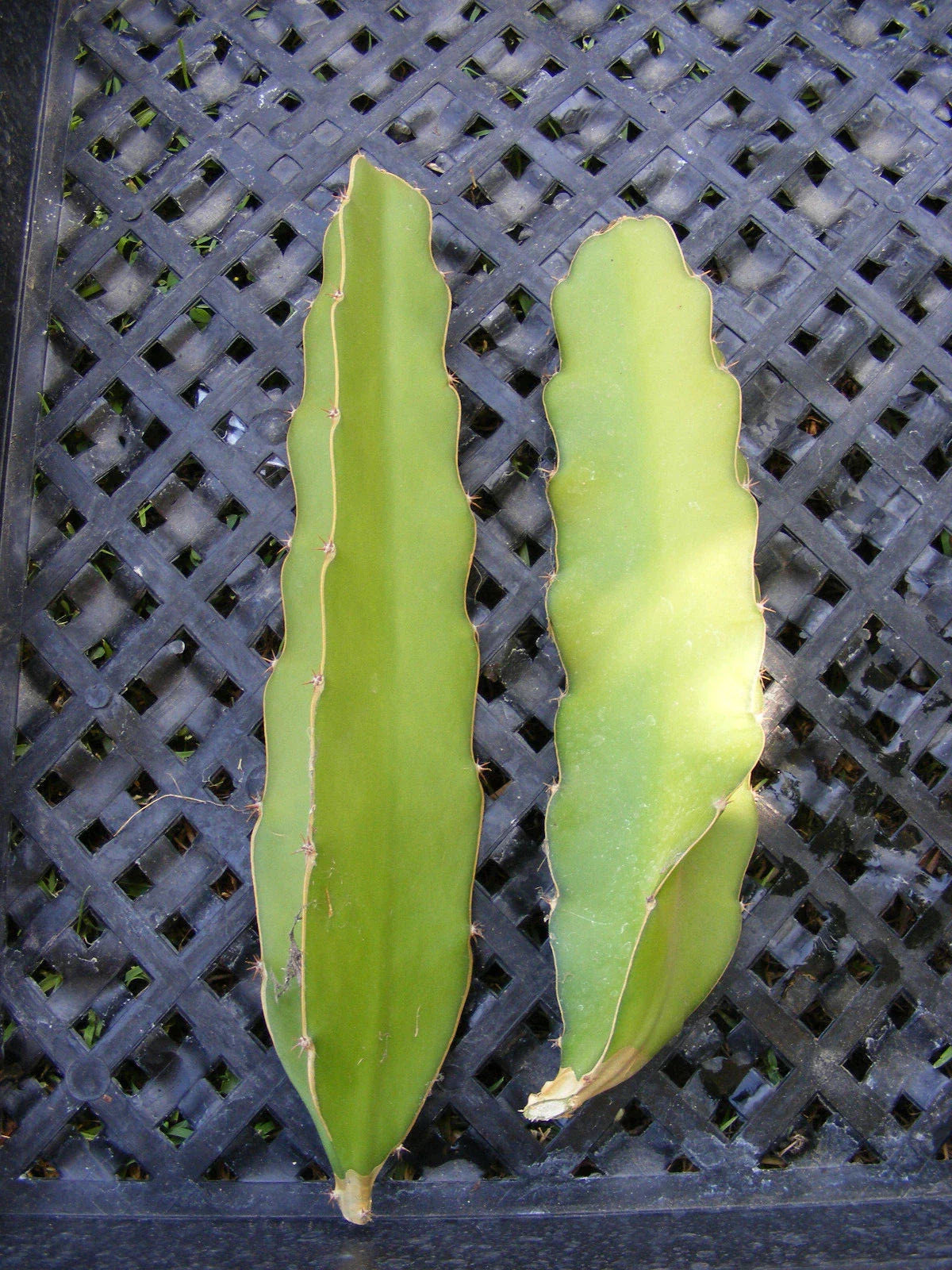 Dragon Fruit Cuttings - Epiphyllum Pitahaya Succulent Cactus - 2 Pieces for Propagation and Indoor Gardening