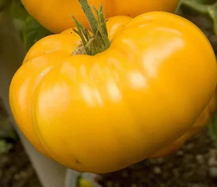 Yellow Brandywine Tomato Seeds - Heirloom Organic Non-GMO, 120+ Seeds, Solanum lycopersicum, for Home Garden & Vegetable Gardening