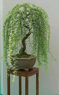 Bonsai Tree Cutting - Weeping Willow Dwarf Salix babylonica with Thick Trunk for Indoor Outdoor Gardening