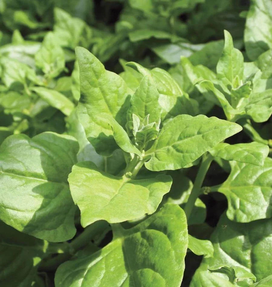 New Zealand Spinach Seeds Bulk Tetragonia expansa Drought Tolerant Leafy Greens for Gardening