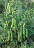 Sugar Lace II Snap Pea Seeds - Heirloom Bush Green Sweet Pea Seeds for Garden, Container, Self-Supporting Pisum sativum