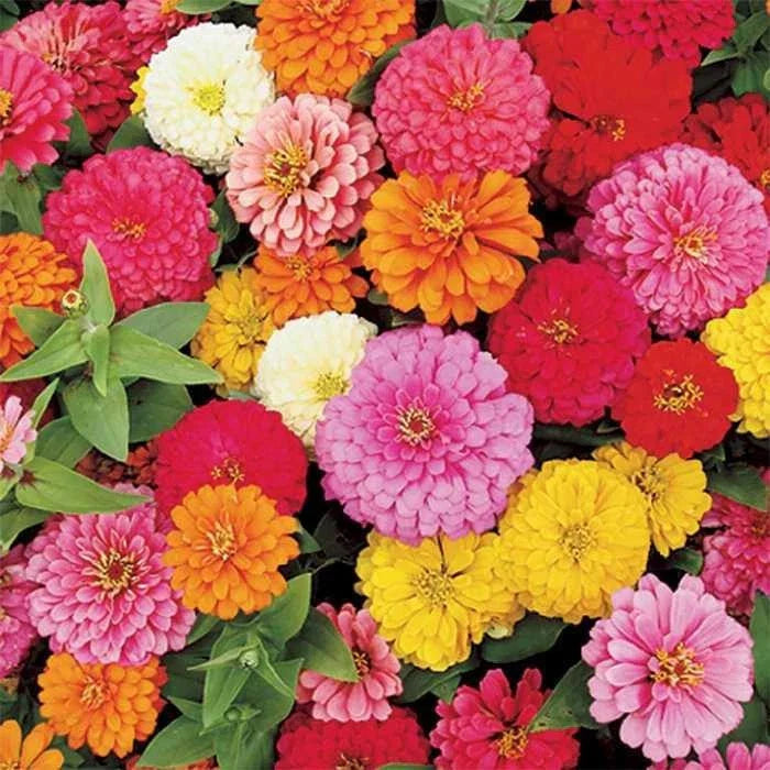 Zinnia elegans Seeds - Pumila Mix Flower Seeds for Garden, Cut Flowers & Borders - Heirloom Bulk Pack