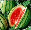 Dixie Queen Watermelon Seeds - 50+ Pack, Citrullus lanatus, Juicy, Sweet, Non-GMO, Garden Planting, Full Sun, USA