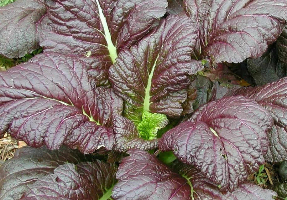 Mustard Seeds 500+ Giant Red Heat Tolerant Brassica juncea for Garden Greens, Vegetables, Edible Leaves