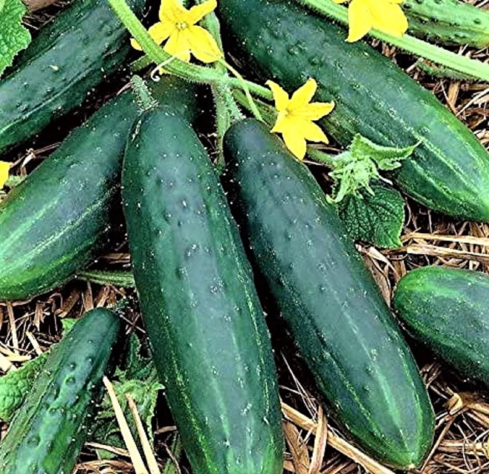 Spacemaster 80 Cucumber Seeds – Non-GMO, Compact Bush-Type Cucumis sativus for Container Gardening & Small Spaces