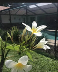 Plumeria Cutting White Yellow Variety - Florida Grown Frangipani