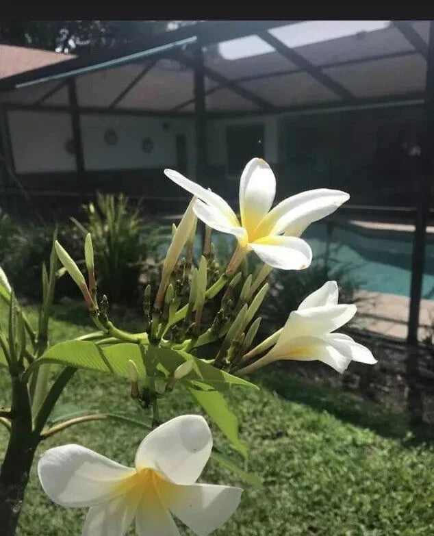 Plumeria Cutting White Yellow Variety - Florida Grown Frangipani