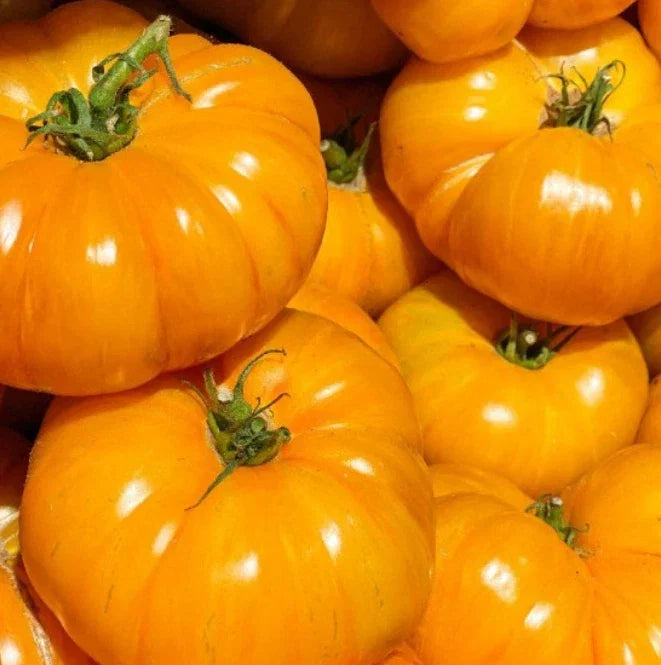 Brandywine Yellow Tomato Seeds - Indeterminate Heirloom Beefsteak, Non-GMO, 50 Pack for Home Gardens