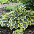 Hosta First Frost 5.25" Pot - Well Rooted Perennial Shade Plant