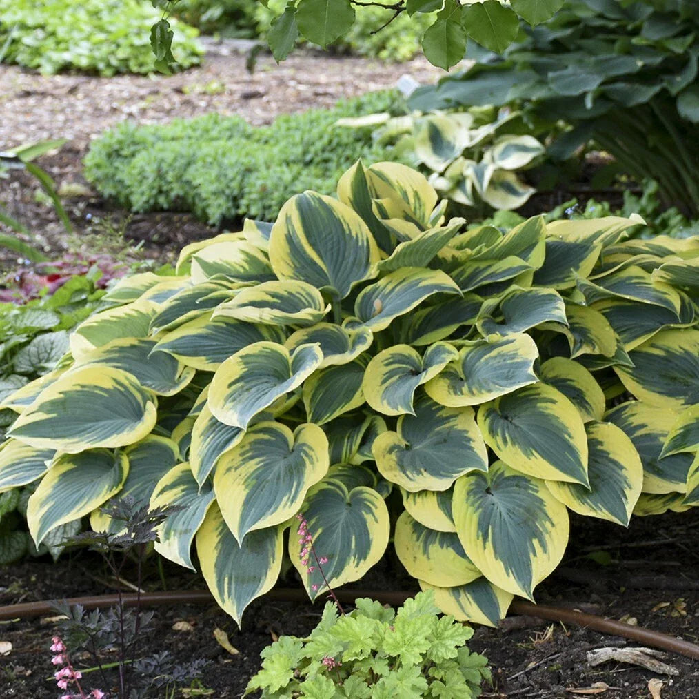 Hosta First Frost 5.25" Pot - Well Rooted Perennial Shade Plant