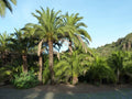 Canary Island Date Palm Seeds, Phoenix canariensis, Tropical Palm Tree Seeds for Garden & Landscape Planting