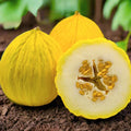 Golden Beauty Casaba Melon Seeds – Heirloom Sweet White Flesh, Cucumis melo, Vining Plant, 25 Seeds for 2025 Garden Planting