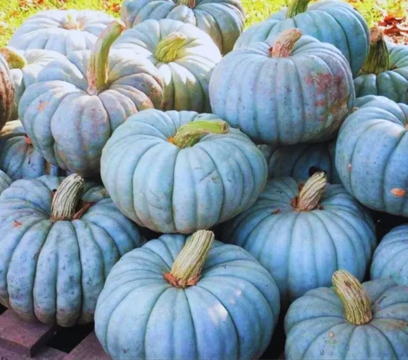 Jarrahdale Blue Pumpkin Seeds | 10 Pack | Heirloom Cucurbita maxima | Blue Grey Skin, Sweet Flesh