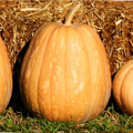 Dickinson Pumpkin Seeds Pack of 20 | Kentucky Field Tan Squash Vegetable Seeds | Cucurbita pepo | 2025 Harvest