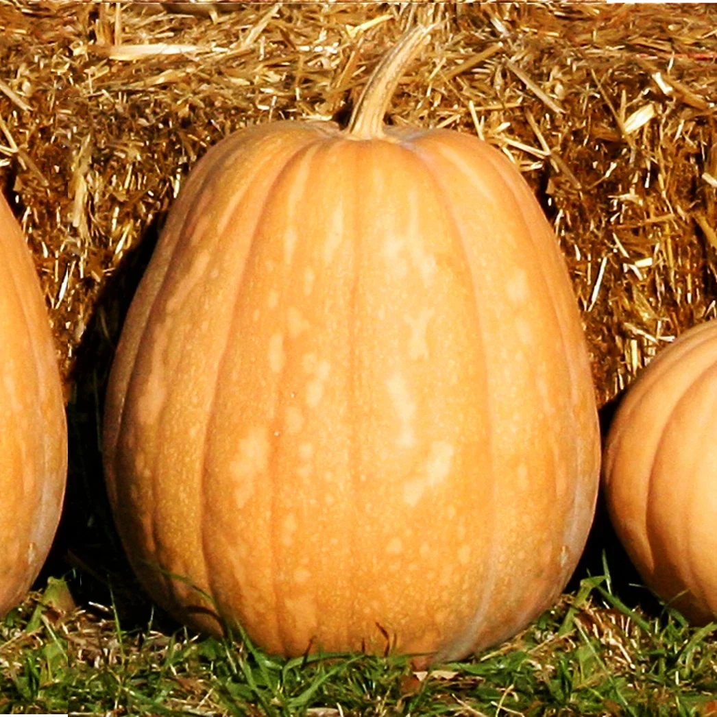 Dickinson Pumpkin Seeds Pack of 20 | Kentucky Field Tan Squash Vegetable Seeds | Cucurbita pepo | 2025 Harvest