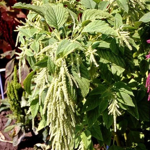 Amaranth Seeds 1000 Non-GMO Green Tails Foxtail Tasselflower Amaranthus viridis Garden Seeds