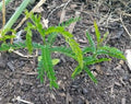 Live Thornless Honey Locust Tree - Well Rooted Native Gleditsia Triacanthos for Landscaping