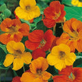 Nasturtium Seeds - Tom Thumb Mix Edible Flowers - Dwarf Tropaeolum majus - Compact Annual for Containers & Gardens
