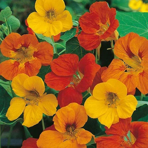 Nasturtium Seeds - Tom Thumb Mix Edible Flowers - Dwarf Tropaeolum majus - Compact Annual for Containers & Gardens