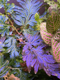 Peacock Moss Cutting - Selaginella Wildenowii Blue Spikemoss Fern for Terrariums - Live Indoor Plant