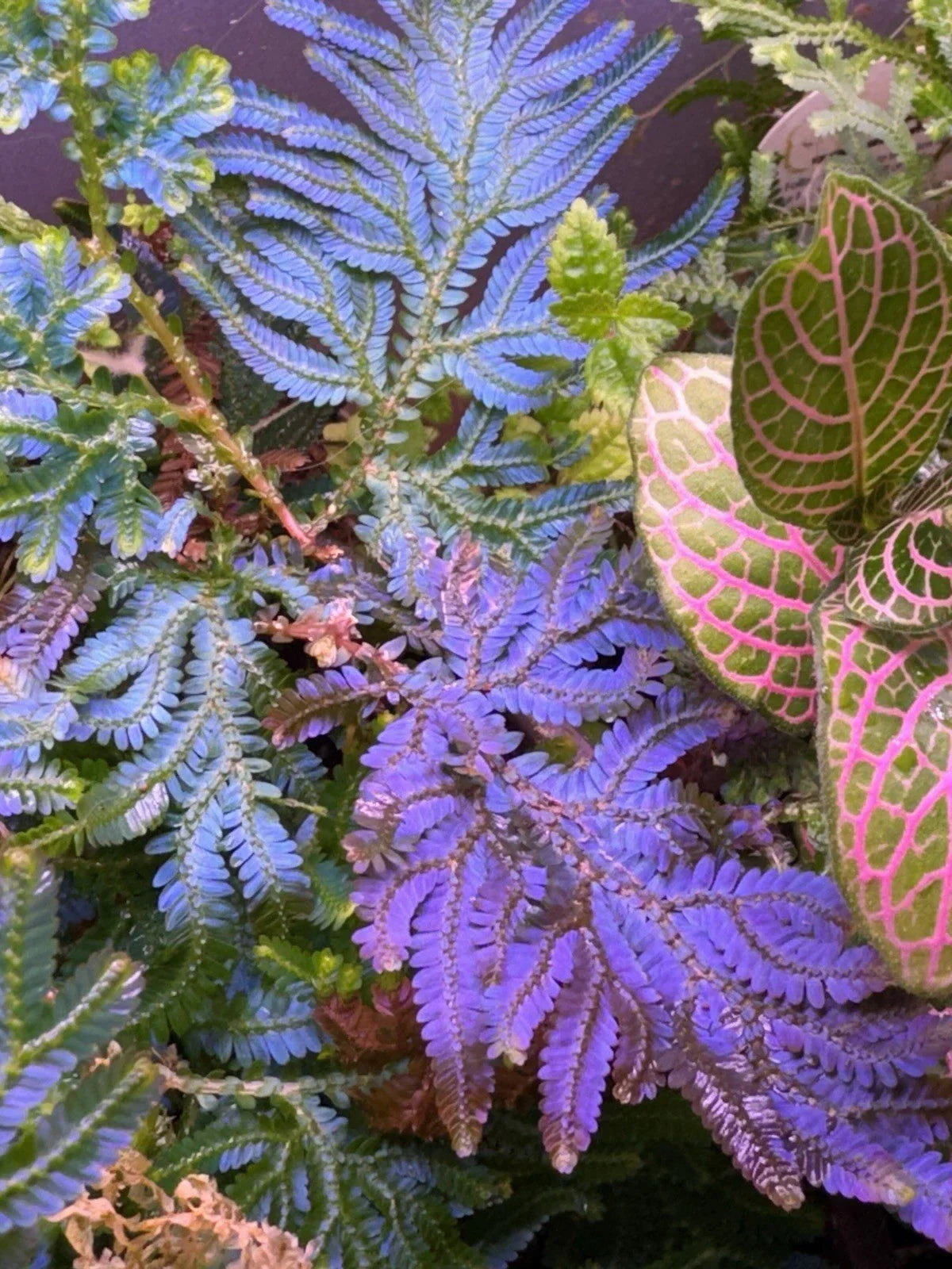 Peacock Moss Cutting - Selaginella Wildenowii Blue Spikemoss Fern for Terrariums - Live Indoor Plant