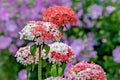 Pink and White Maltese Cross Seeds - Lychnis chalcedonica - 100 Pack, Rare Color, Perennial Flower, Pollinator Attracting, Garden Seeds