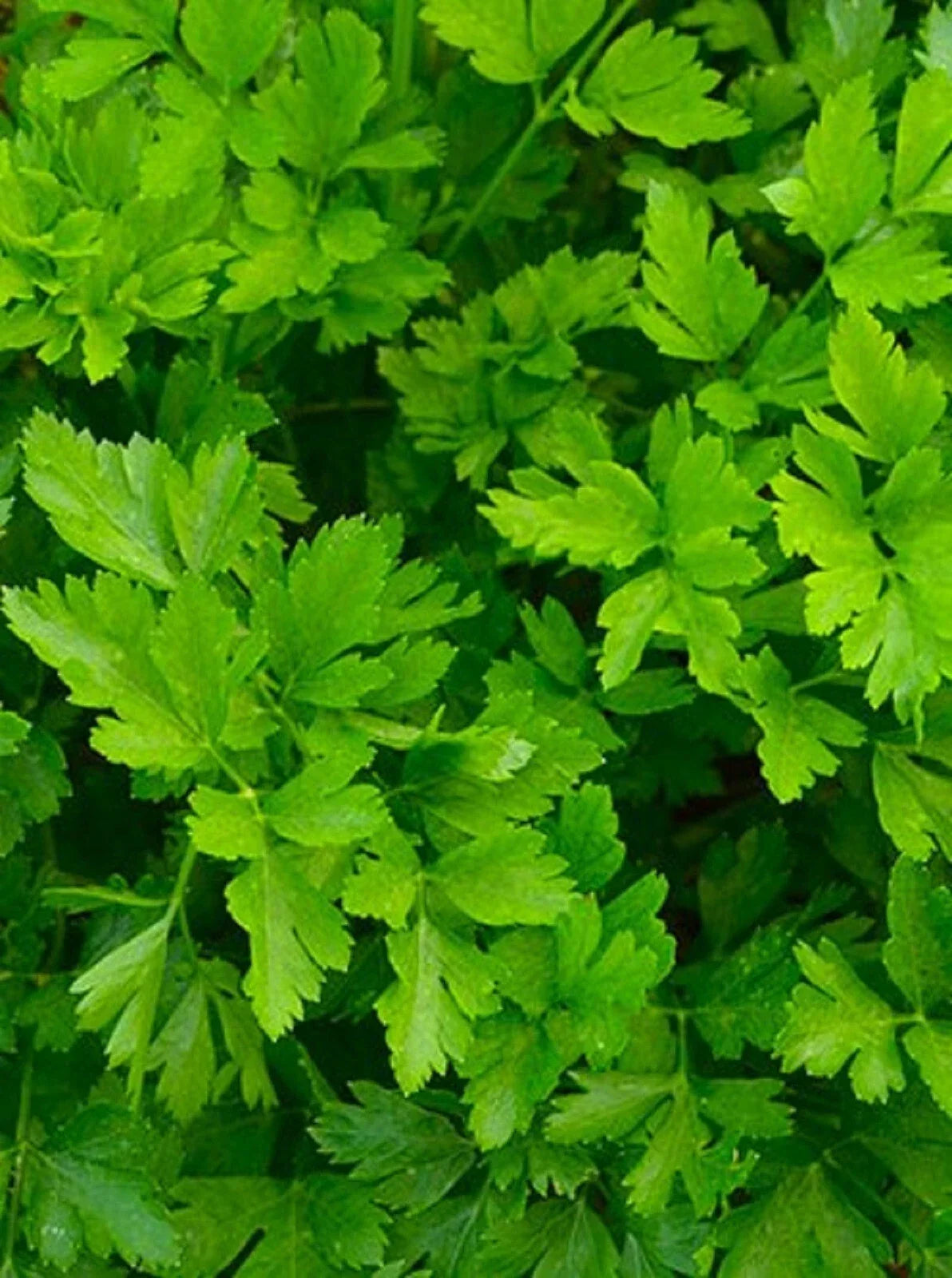 Giant of Italy Parsley Seeds – Non-GMO Herb Seeds for Gardening, Culinary Use, Petroselinum crispum, 500+ Seeds