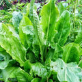 Large Leaf Sorrel Seeds - Rumex acetosa Heirloom Organic Gardening - 100+ Non-GMO Herb Seeds