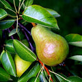 European Pear Tree Seeds - Pyrus Communis - Hardy, Fast-Growing Fruit Tree for Garden, Home Orchard