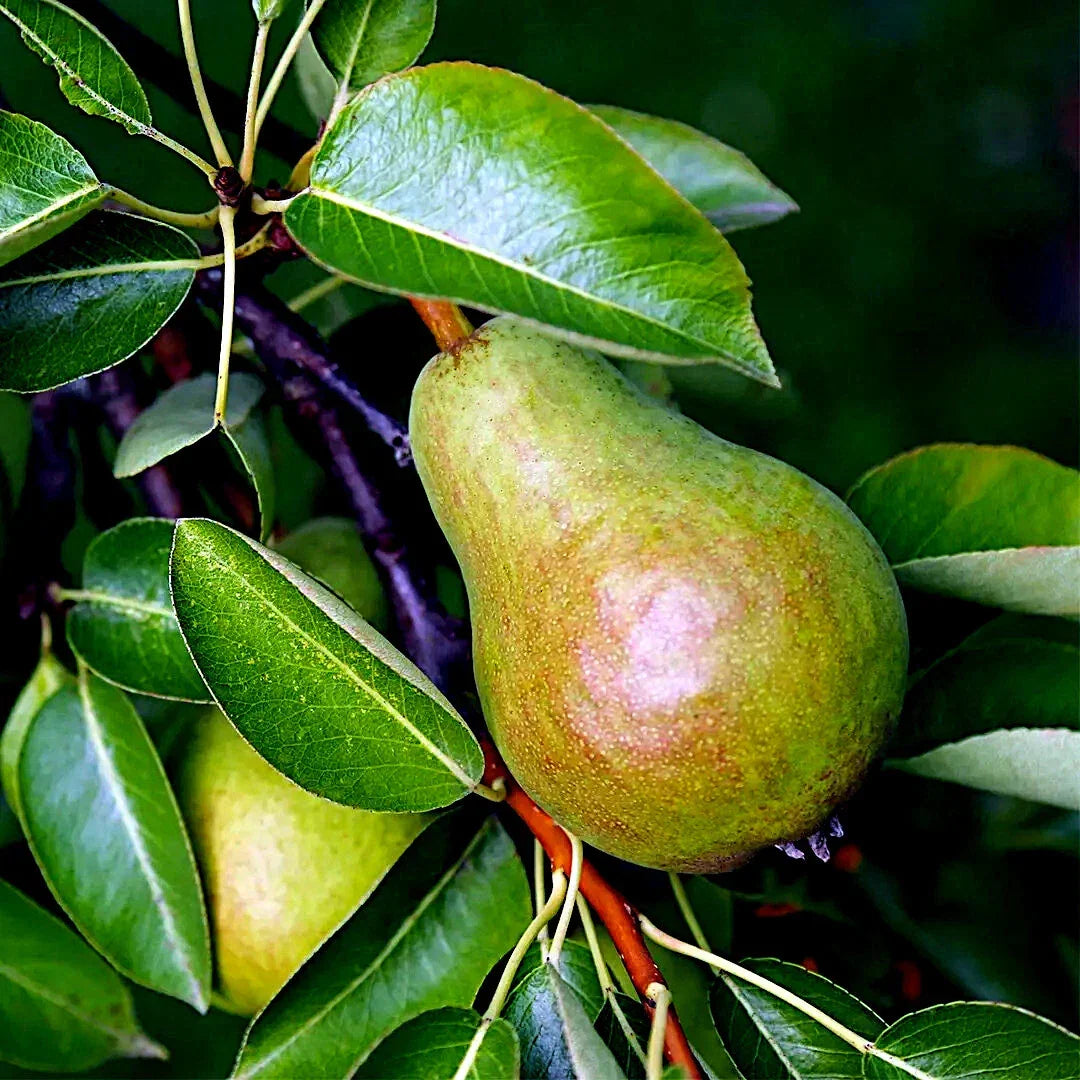 European Pear Tree Seeds - Pyrus Communis - Hardy, Fast-Growing Fruit Tree for Garden, Home Orchard