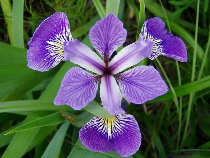 Louisiana Blue Flag Iris Plant - Aquatic Hardy Marginal Water Garden Plant - Iris virginica