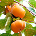 Japanese Persimmon Seeds - 5 Pack Diospyros kaki Edible Fruit Tree for Home Gardens, USDA Zones 7-10
