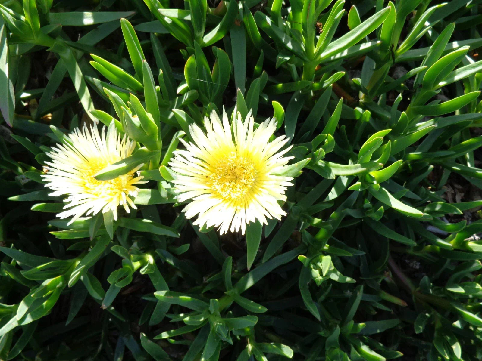 Ice Plant Cuttings 5 x 6" Delosperma spp. Ground Cover Succulents, Yellow & White Foliage, Drought-Tolerant, Indoor & Outdoor