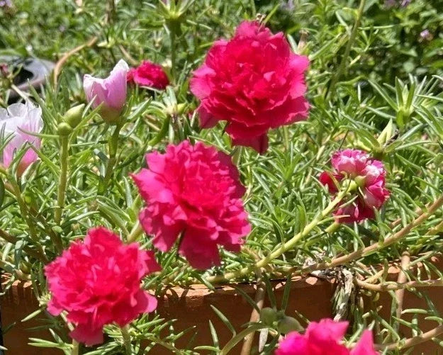 Hot Pink Double Bloom Portulaca Moss Rose Cuttings – Fresh Plant Clippings for Garden, Container, or Arrangement