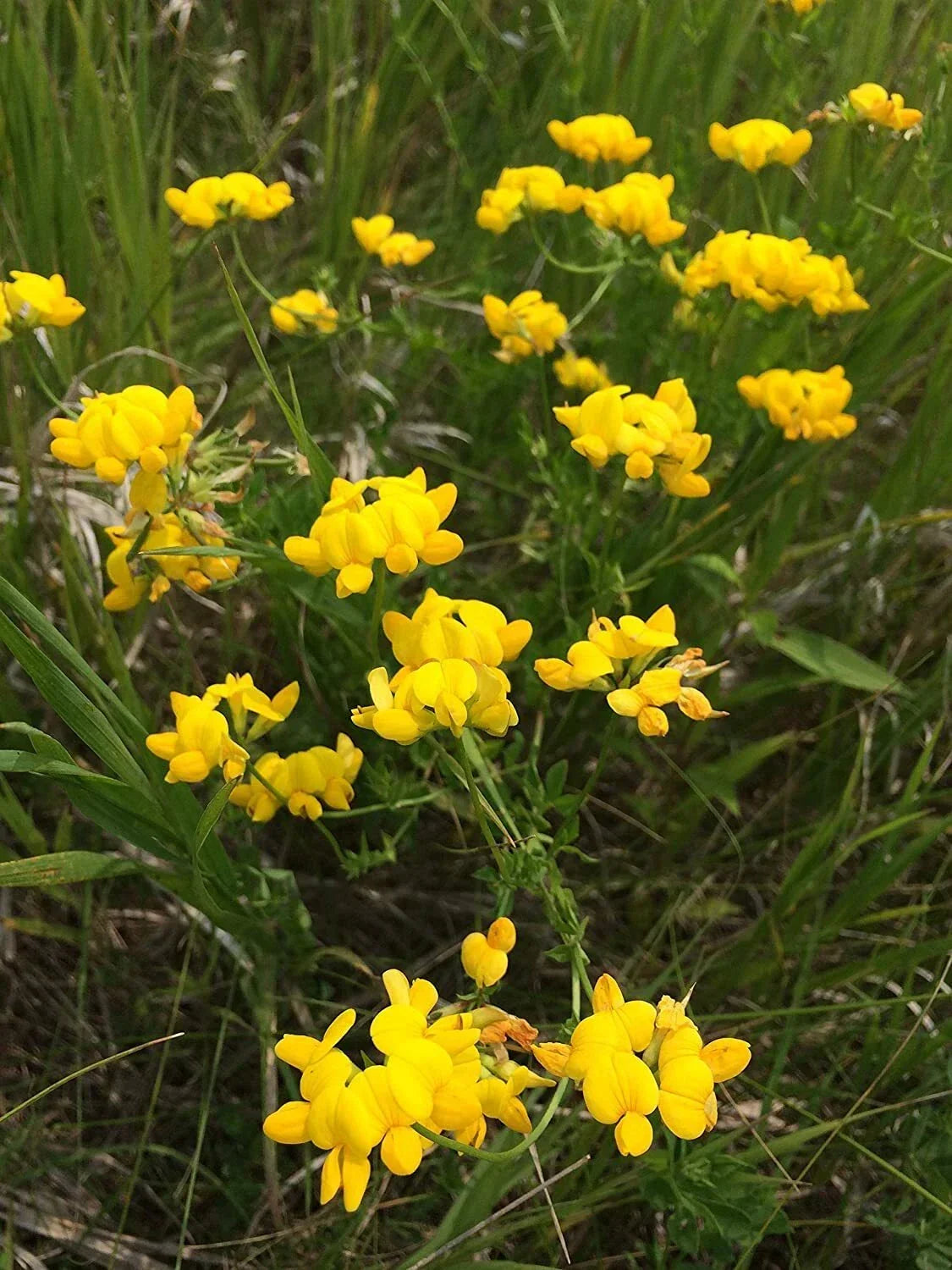 Birds Foot Seeds 500 Count Lotus Corniculatus Exotic Fast Growing Ground Cover Pollinator-Friendly