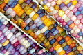 Glass Gem Indian Corn Seeds - Heirloom Zea mays 'Glass Gem' - Vibrant Rainbow Kernels for Planting & Decoration