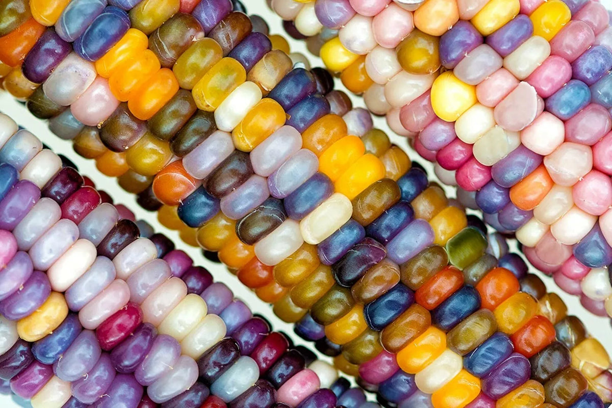 Glass Gem Indian Corn Seeds - Heirloom Zea mays 'Glass Gem' - Vibrant Rainbow Kernels for Planting & Decoration