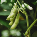 BeSweet Edamame Seeds Non-GMO Green Soybean Glycine Max for Home Garden, Pack of 100