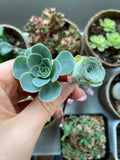 Greenovia Mix Cuttings - Rare Succulents for Propagation, Indoor Gardens, Collectors - Greenovia diplotrichia, Crassulaceae
