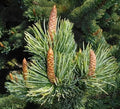 Bristlecone Pine Tree Seeds 30 Pack - Pinus aristata - Resilient Evergreen for Landscaping and Gardening