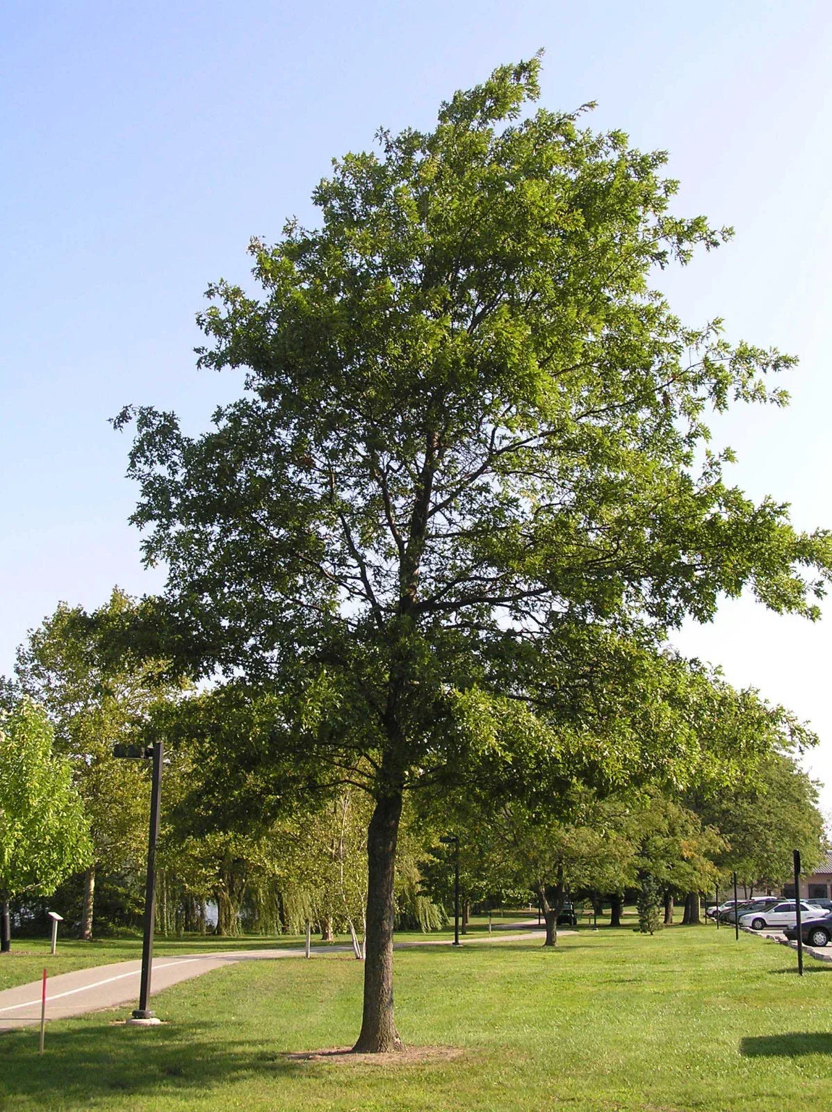 Pin Oak Tree Seedling 4-8 Inches Bare Root Quercus palustris Deciduous Tree