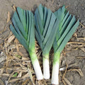 American Flag Leek Seeds - 40,000 Non-GMO Heirloom Cold Hardy Sweet Variety (Allium ampeloprasum)