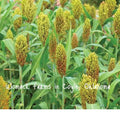 Wild Game Sorghum Seeds, 150+ Milo Seeds for Food Plots, Sorghum bicolor, Drought-Resistant Wildlife Crop